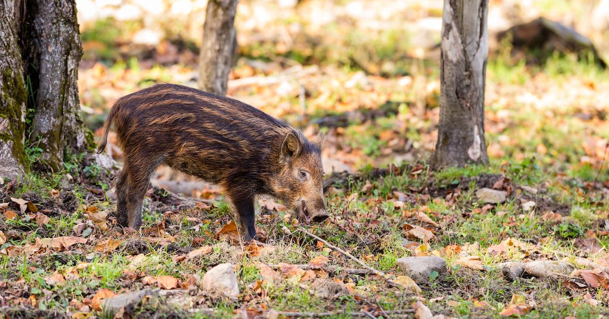 Wild Boar in Canada