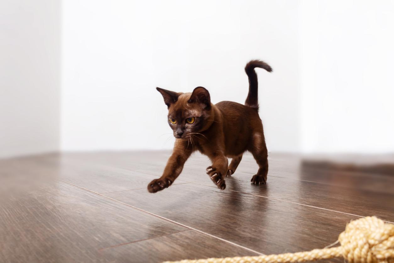 A black cat playfully jumps across the wooden floor while experiencing the zoomies inside a home. 