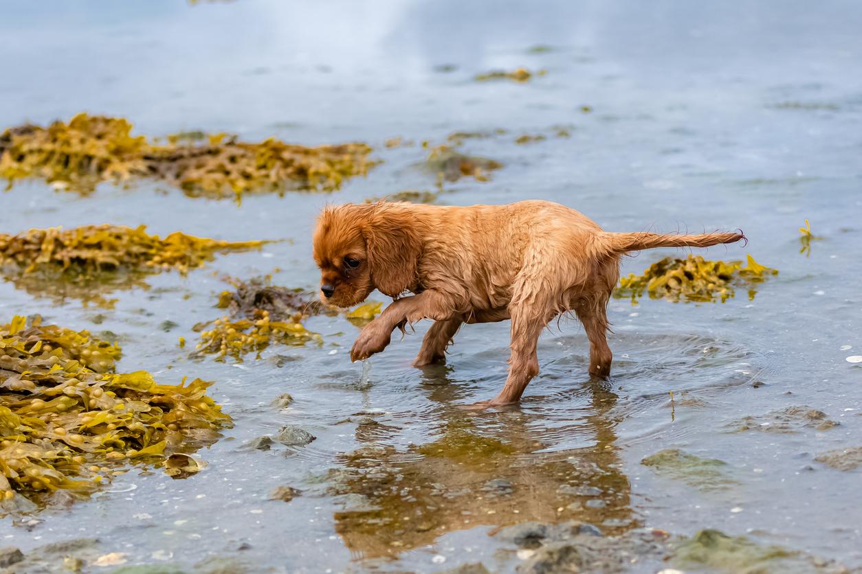 A wet dog in a natural body of water that has piles of seaweed in it.