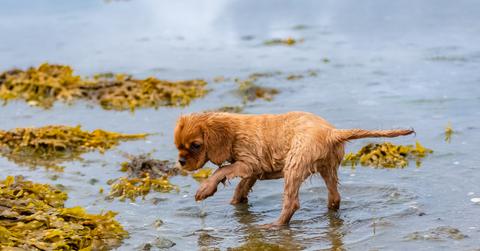 A wet dog in a natural body of water that has piles of seaweed in it.