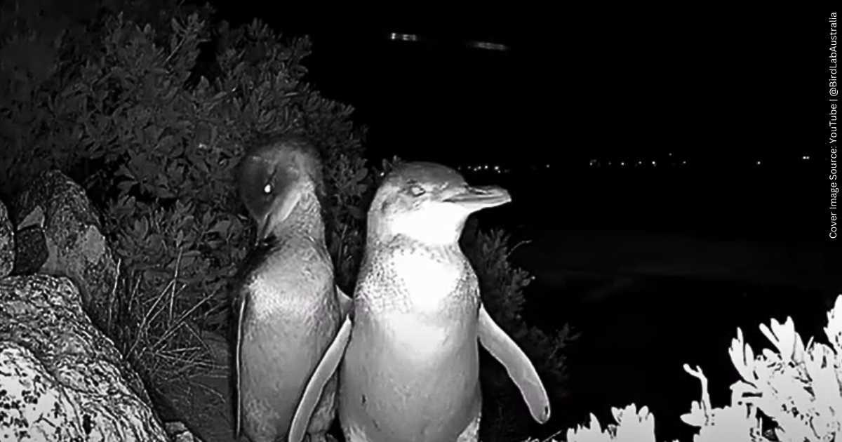 Little penguins recorded from Granite Island, Southern Australia. (Cover Image Sources: YouTube | @BirdLabAustralia)
