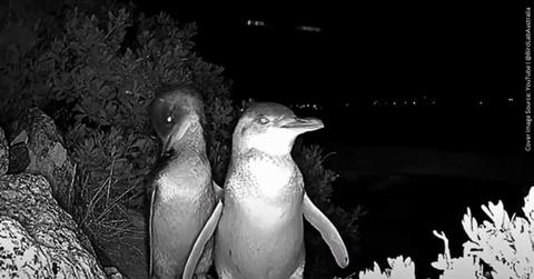 Little penguins recorded from Granite Island, Southern Australia. (Cover Image Sources: YouTube | @BirdLabAustralia)