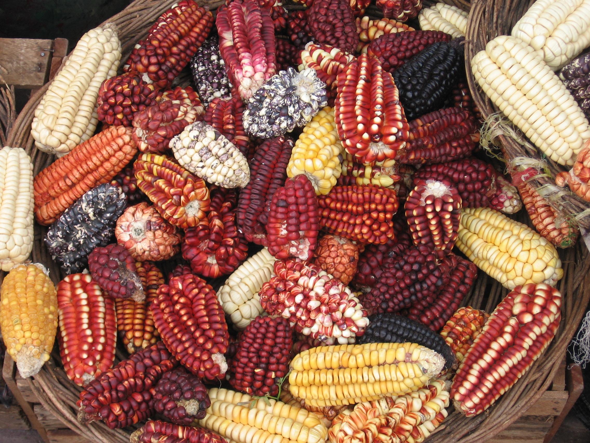 nativecorn