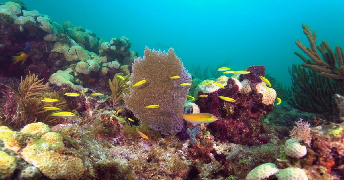 A coral reef off the Florida Keys. 