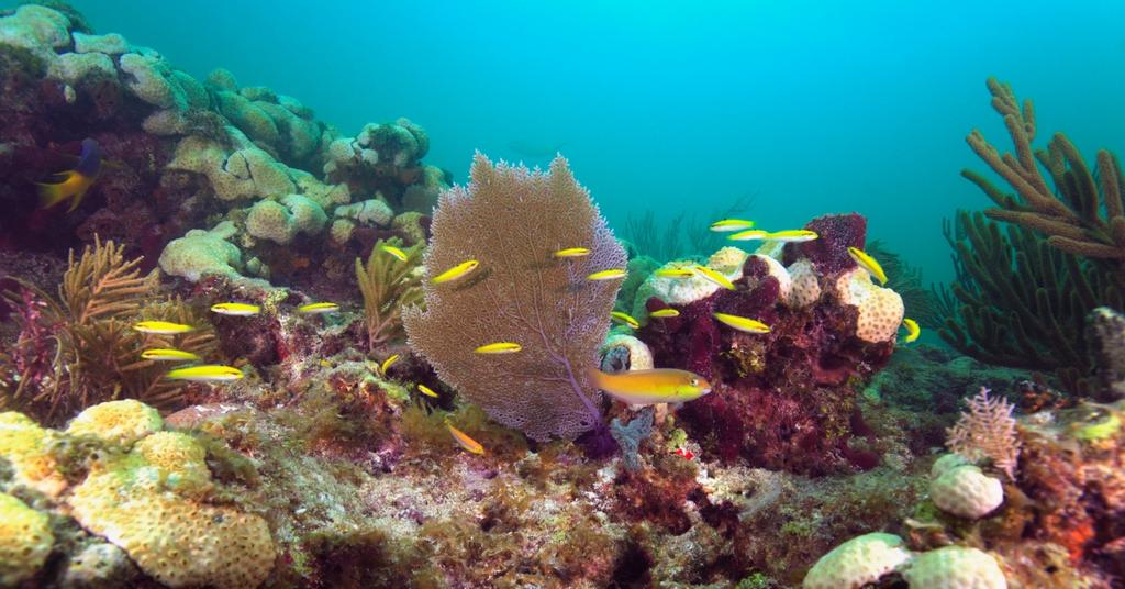 Manatee Bay, Florida Keys' Water Temperature Hottest on Record