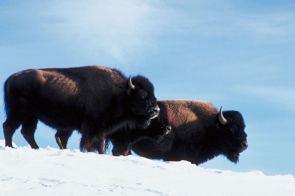 Grand Canyon Bison