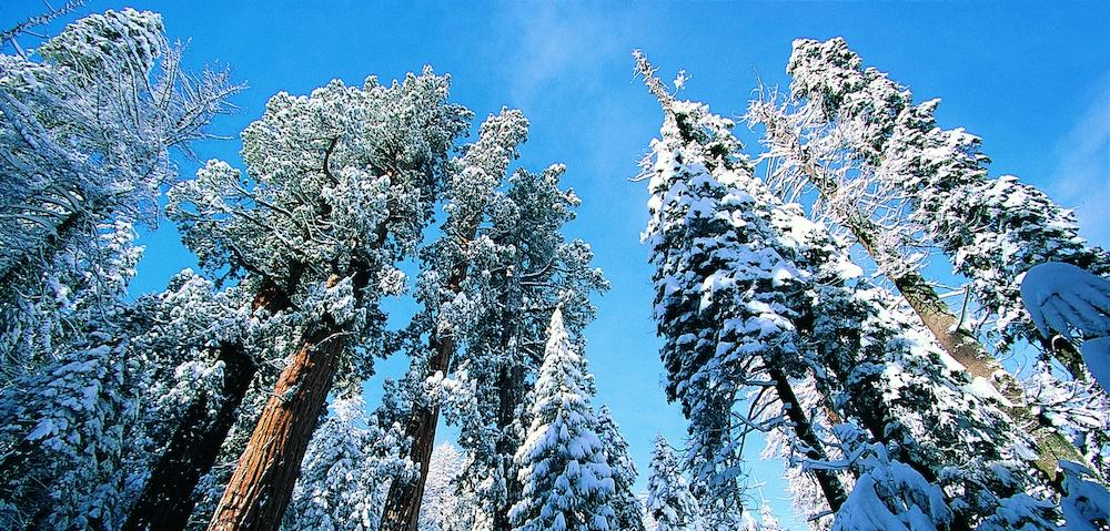 Giant Redwoods in winter, Sequoia National Park, California