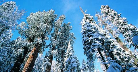 Giant Redwoods in winter, Sequoia National Park, California