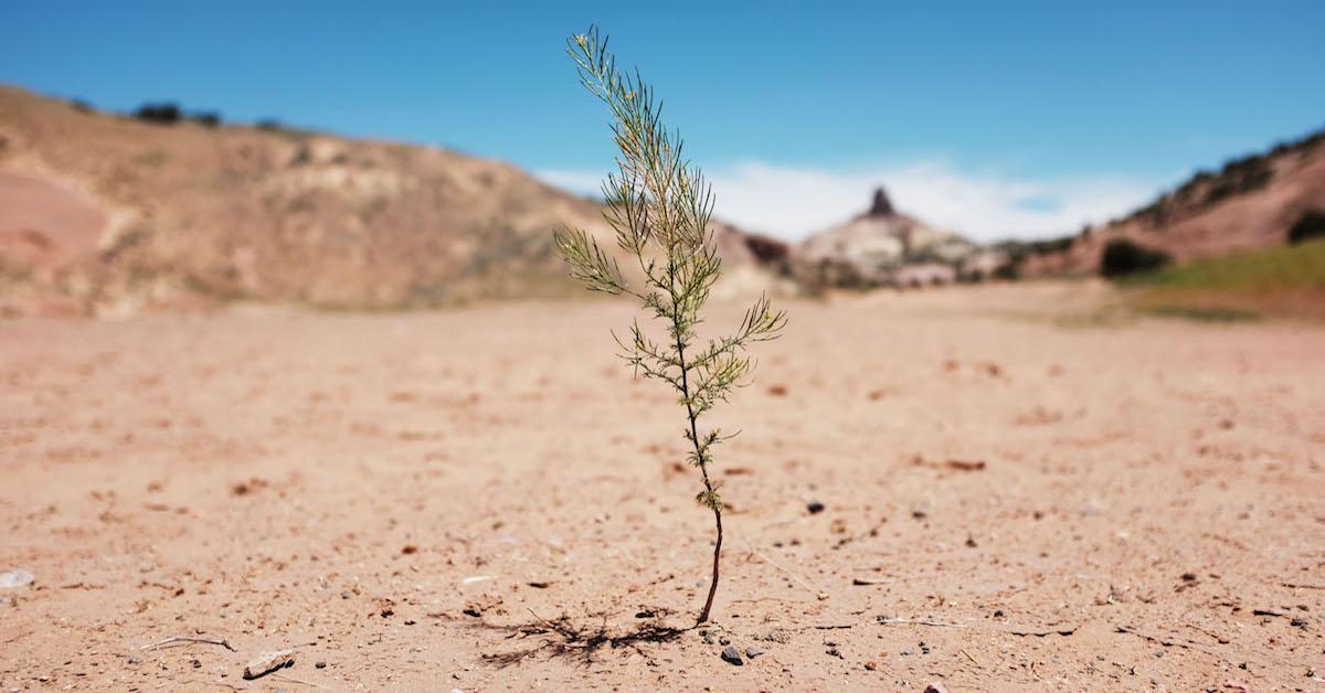 What plants are the most resistant to droughts?