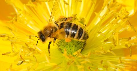 Why are bees important?