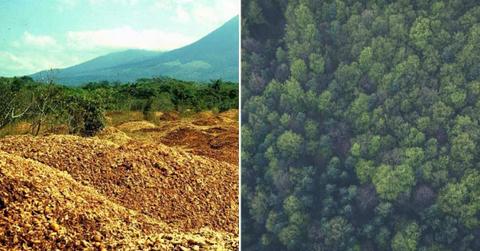 (L) Tonnes of orange peel dumped in a Costa Rican forest. (Cover Image Source: X | @Princeton), (R) A dense forest with lush green trees. (Representative Cover Image Source: Pexels | Markus Spiske)