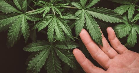 A hand touches a hemp plant