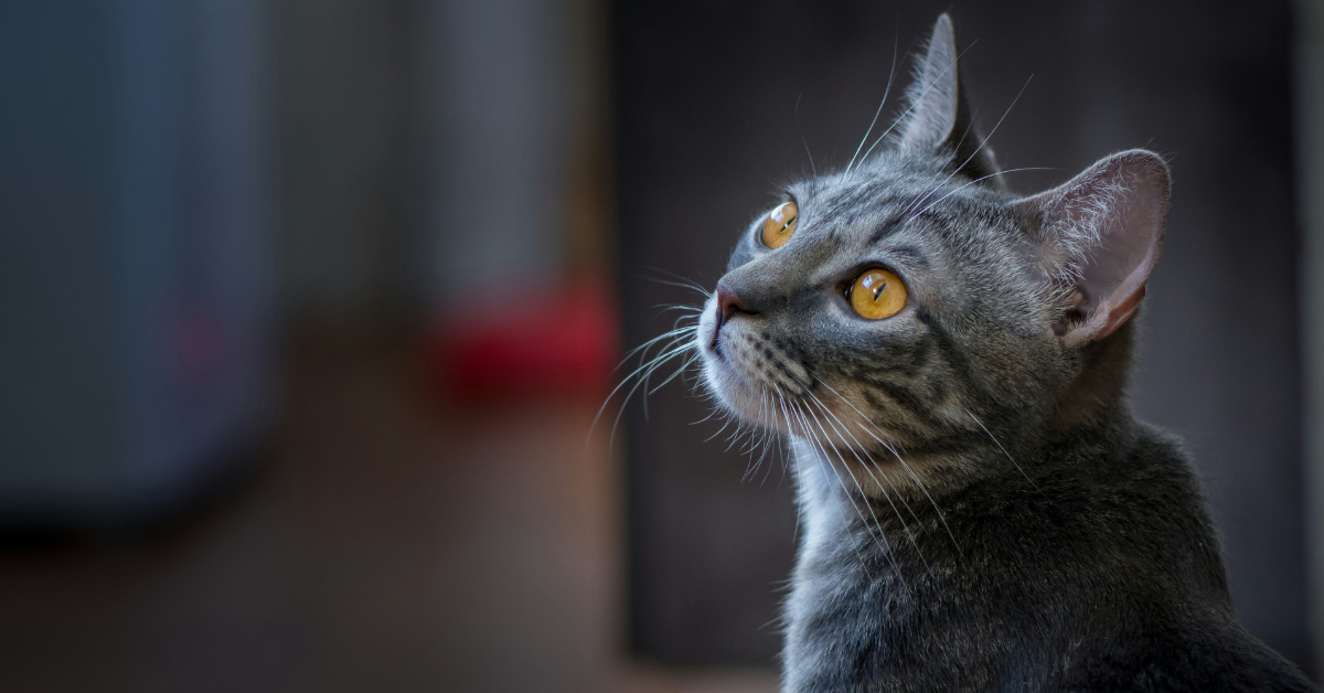 A gray and white tabby looks over their shoulder