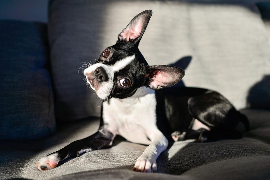 Boston Terrier turning his head while sitting on the couch. 