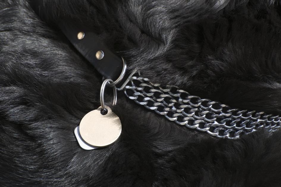 Stock photo of a blank dog collar on a black dog. 