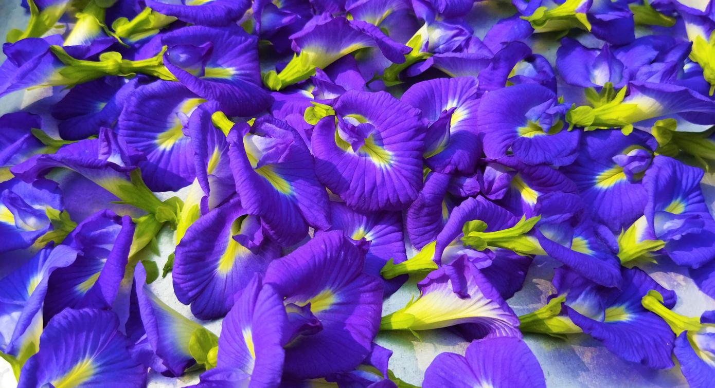 A group of purple butterfly pea flowers are stacked atop one another.