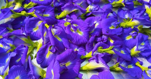 A group of purple butterfly pea flowers are stacked atop one another.