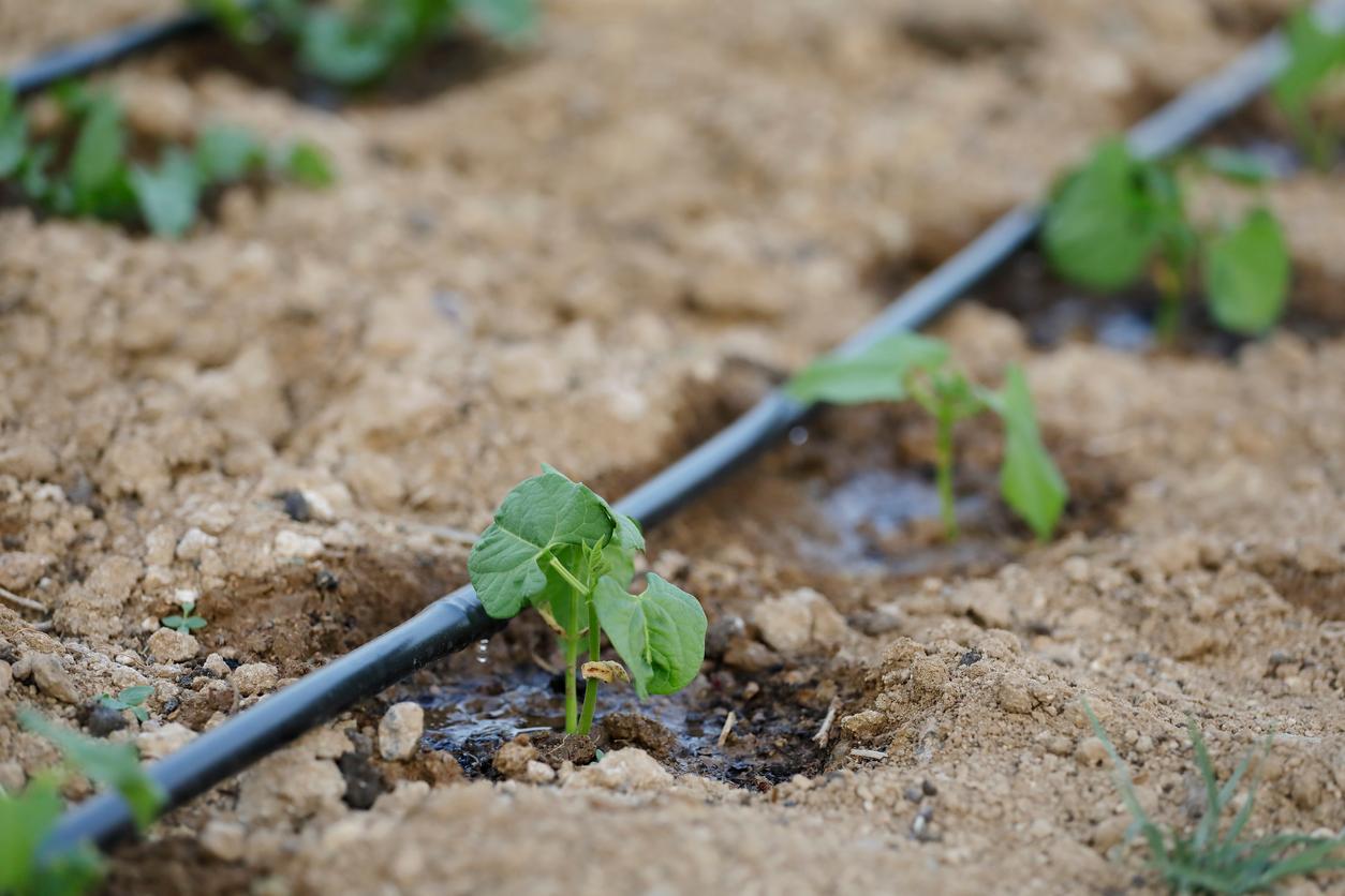 The Ultimate DIY Drip Irrigation With A Garden Hose   Drip Irrigation 1666882380460 