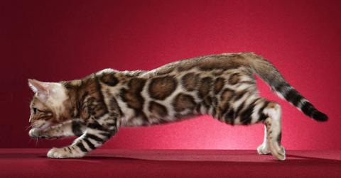 A Bengal cat against a red background.