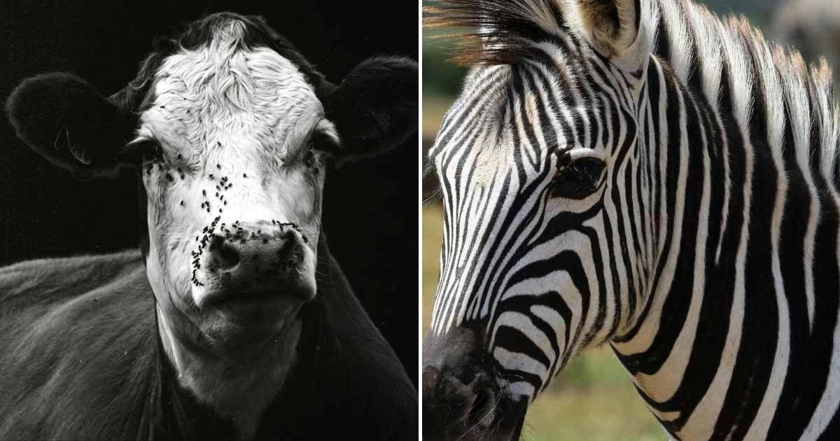 (L) Black and white image of a cow with swarming flies on its face. (R) A close-up image of zebra stripes. (Representative Cover Image Source: Pexels | (L) Callum Reen, (R) Magda Ehlers)