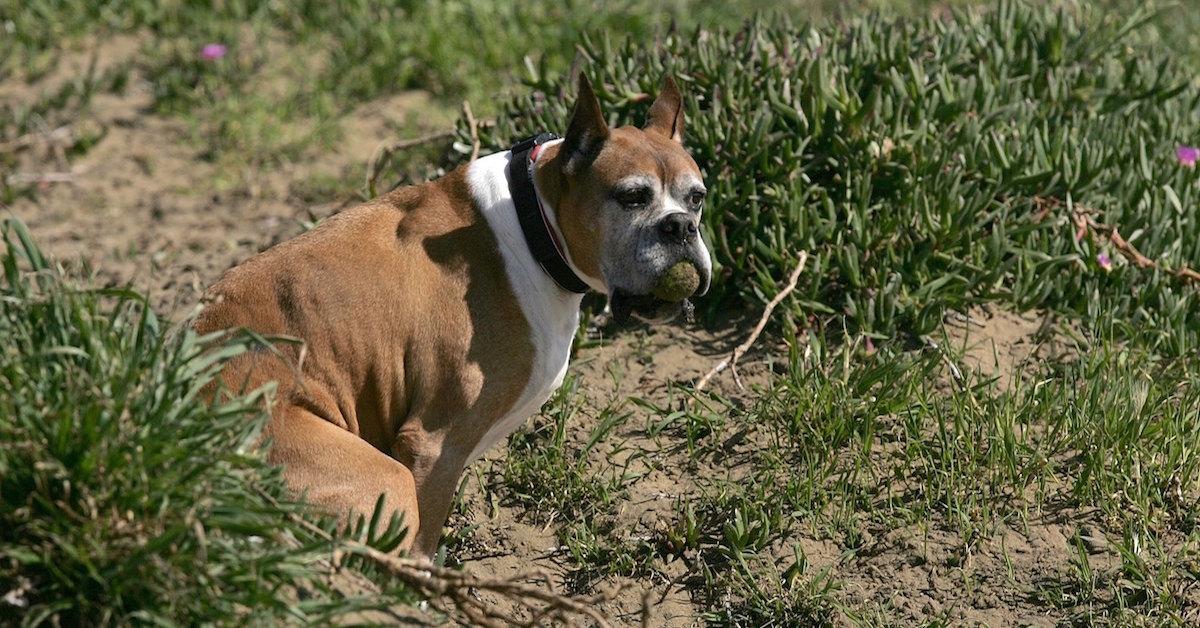 how to get a dog to poop if constipated