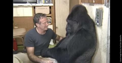 Actor Robin Williams meets Koko, the intelligent gorilla. (Cover Image Source: YouTube | @kokoflix)