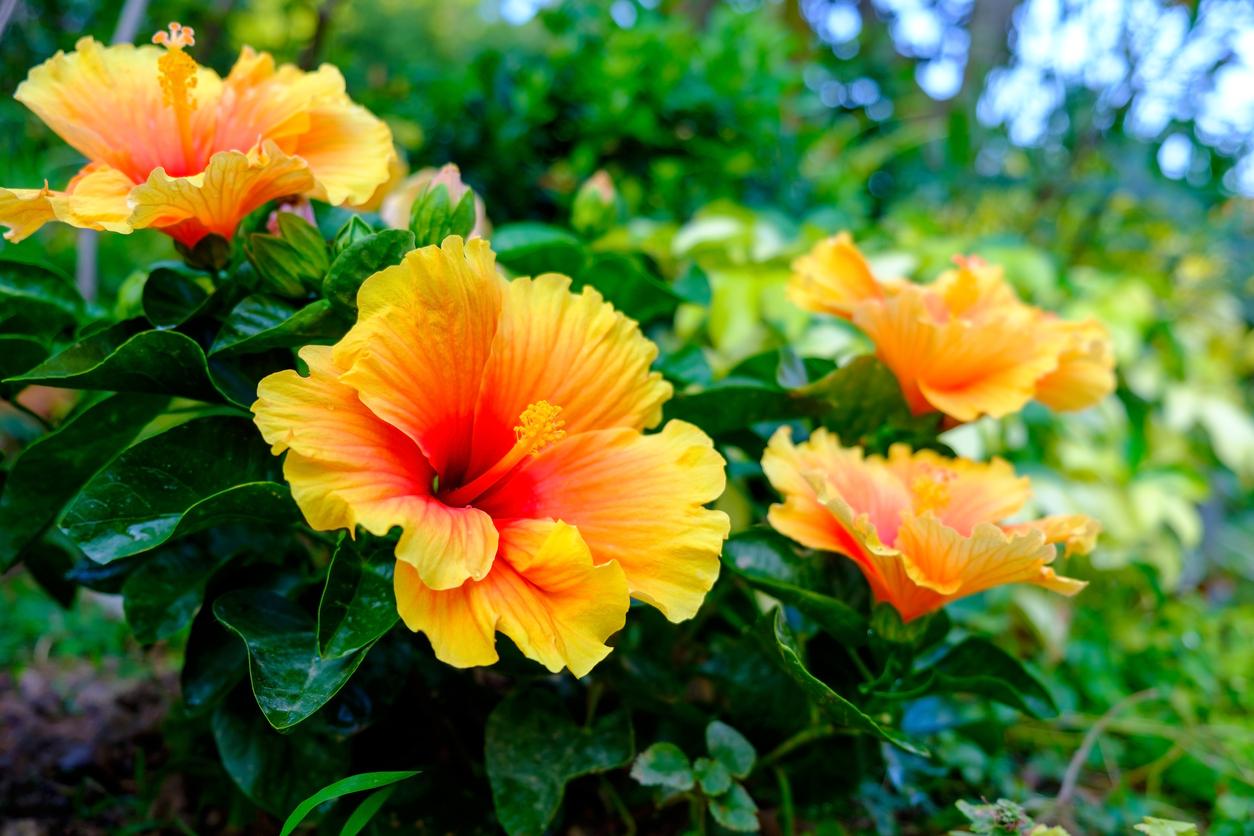 Vibrant yellow Hawaiian hibiscus flowers are shown against green plants in a garden.