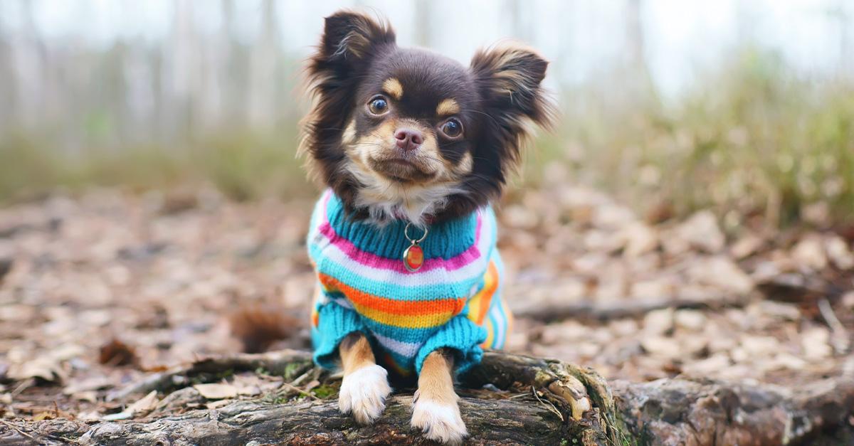 dog wearing rainbow striped sweater in the woods 