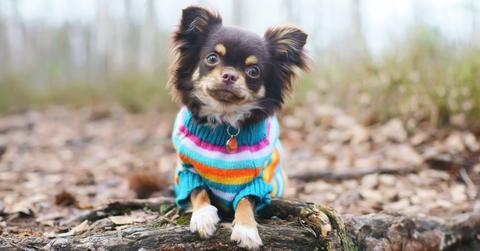 dog wearing rainbow striped sweater in the woods