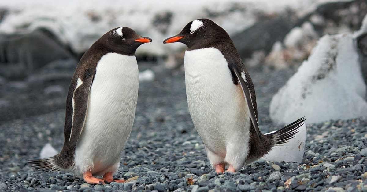 A couple of penguins on a rocky seashore. (Representative Image Source: Pexels | DSD)