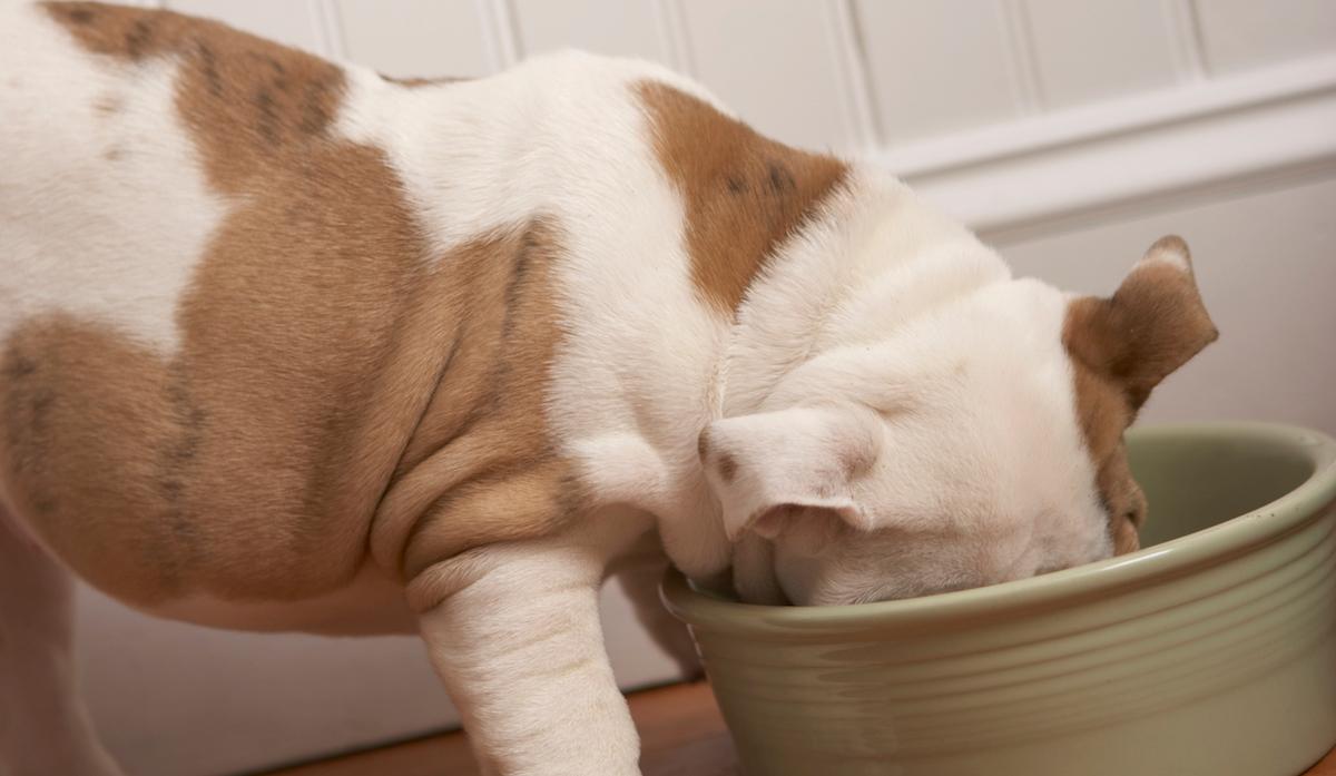 Can Dogs Eat Grapes? Here's What Happens If They Do