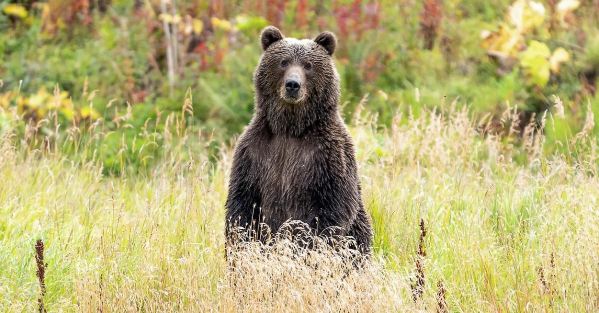 An Alaskan bear stands on their hind legs in Katmai National Park