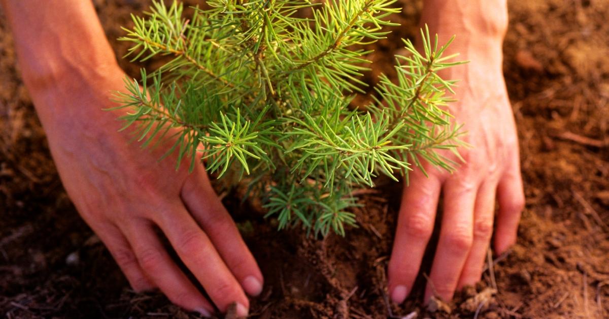 A person plants a small tree in some mulch. 