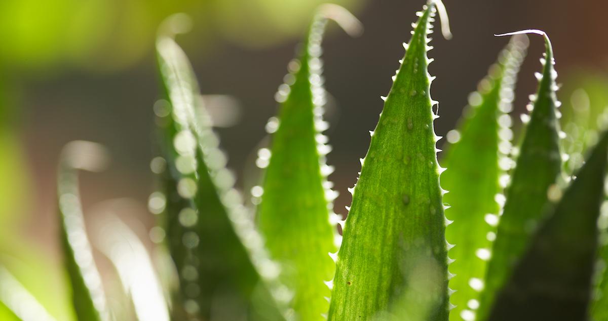 Aloe plant