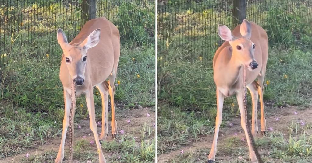 Video Shows Whitetail Deer Eating a Snake — but Why?
