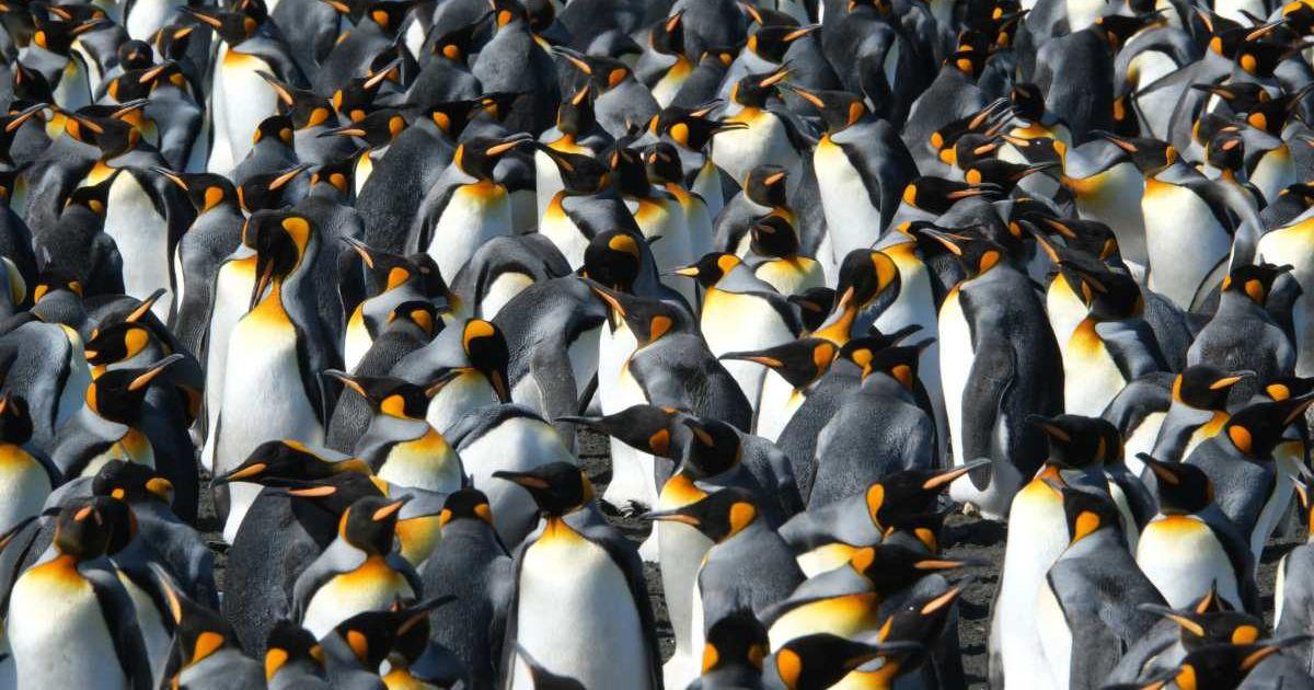Part of the king penguin colony is visible at La Baie du Marin, Possession Island (Cover Image Source: Gaël Bardon)