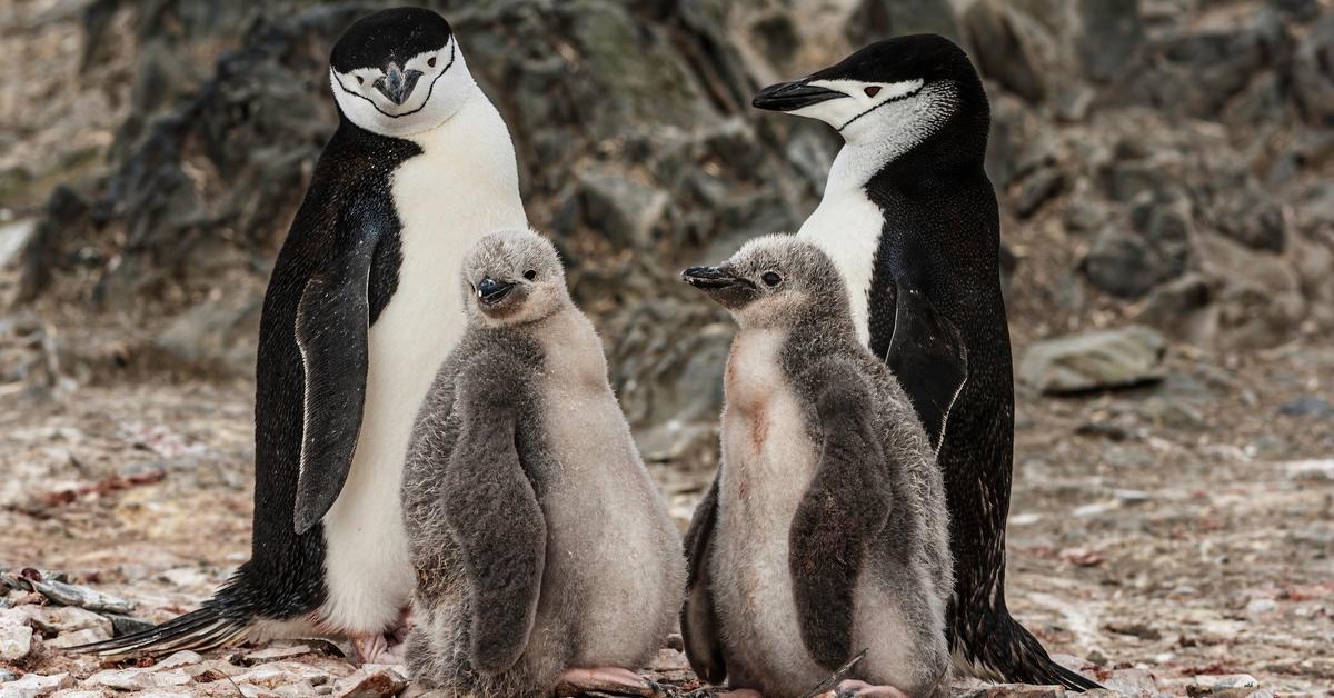 Two chinstrap penguins and chicks. 