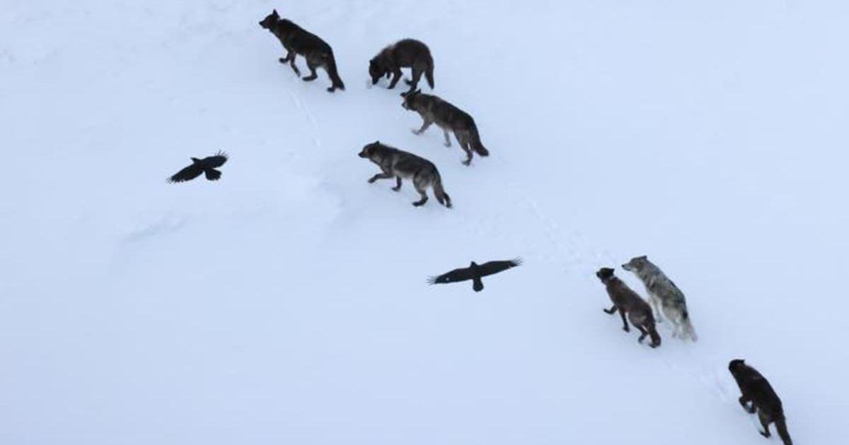 Two ravens soar above a wolf pack in Yellowstone. This type of short-distance following is common, but a new study shows that prolonged following is extremely rare. (Cover Image Source: University of Washington/Daniel Stahler)