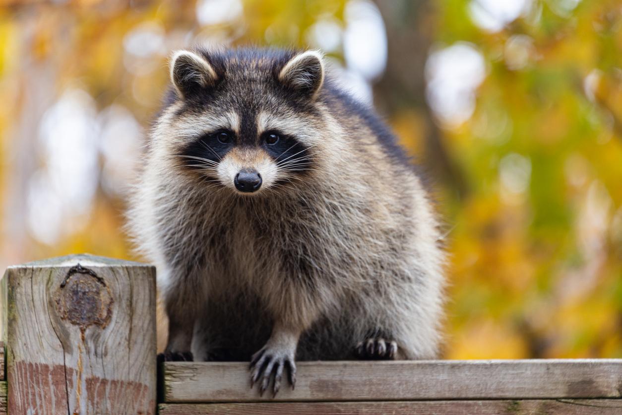 A raccoon is pictured atop a wooden fence with trees with autumnal leaves in the background.