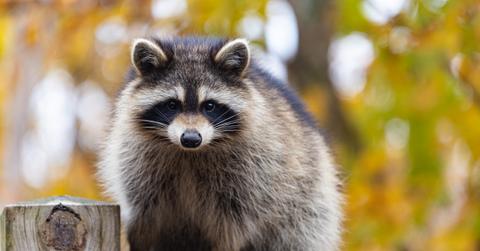A raccoon is pictured atop a wooden fence with trees with autumnal leaves in the background.
