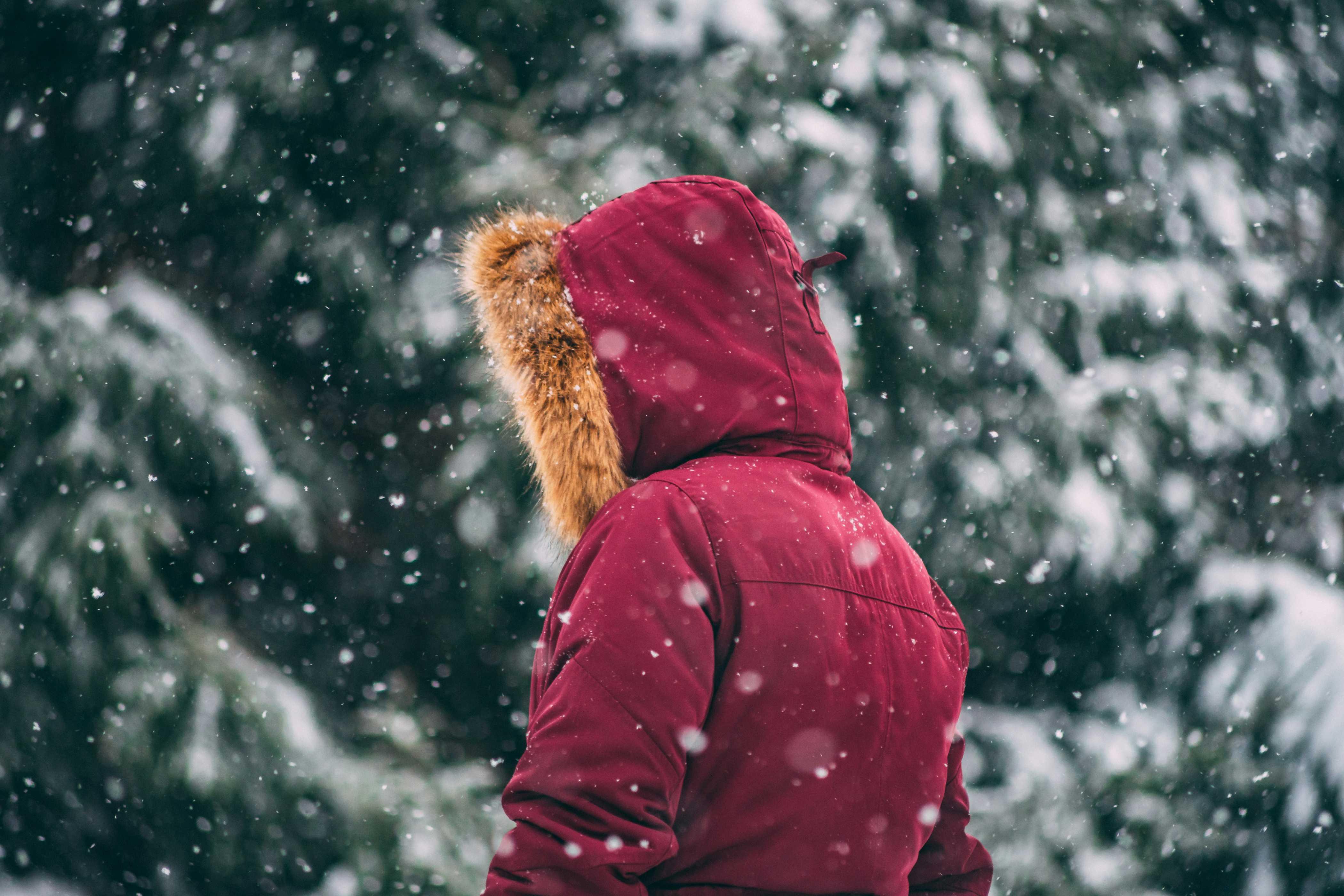 A person in a red winter coat faces away from the falling snow beside large green trees.