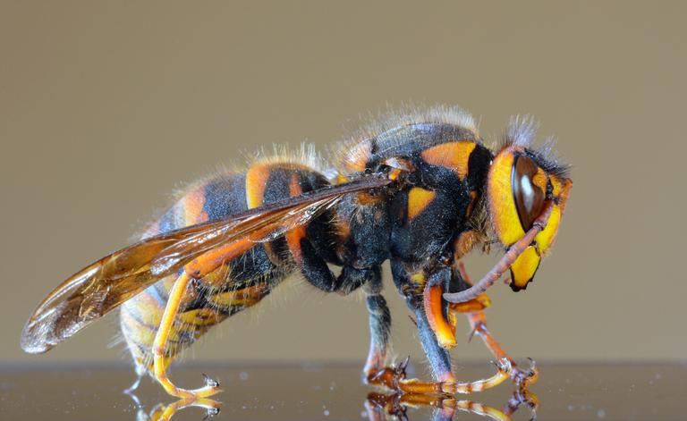 Everyone’s Asking: How Did Murder Hornets Get To The U.S.? Find Out