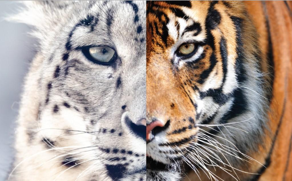 Snow Leopards and Tigers