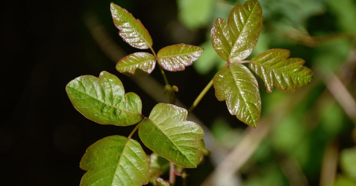 Natural remedies for poison ivy