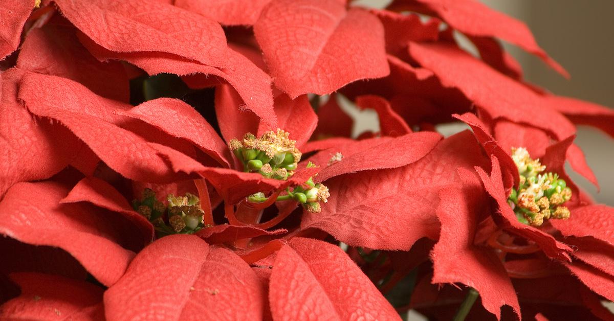 How To Care For Poinsettias, To Keep Them Alive Year-Round