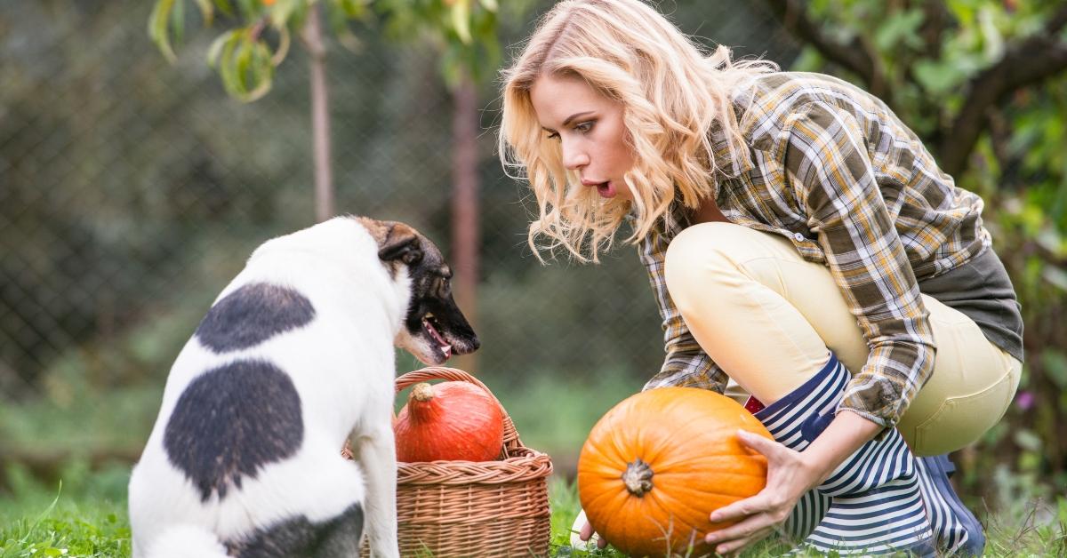 can dogs eat pumpkin leaves