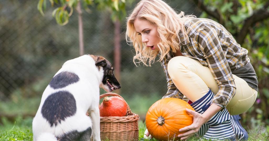 can-dogs-eat-pumpkin-what-to-know-about-the-fall-staple