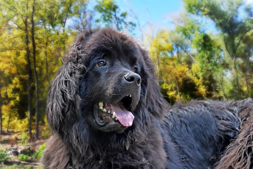 A black Newfoundland dog smiles with tongue out while laying down with autumn trees in the background.