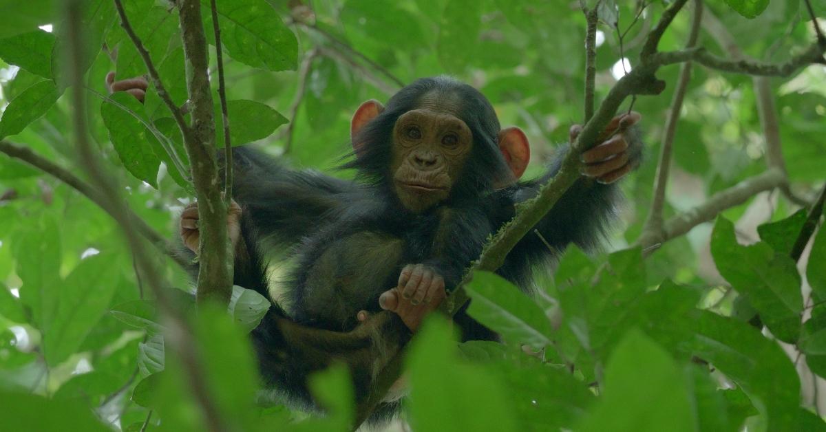 Ngogo chimp sits in a tree in Netflix's 'Chimp Empire.'