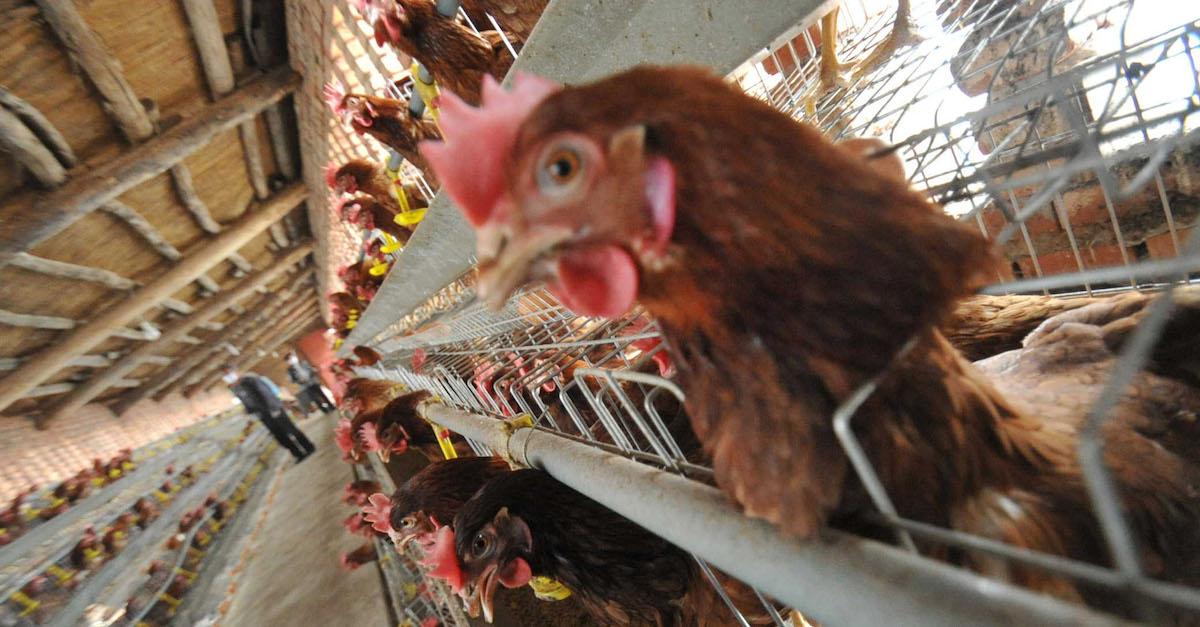 Chickens in an industrial farming complex in cages. 